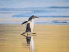 Gentoo Penguin during early morning at the coastline. Falkland Islands, Saunders Island. Art Print